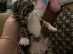 Luxe - Domestic Cat For Sale - Bronx&comma; NY&comma; US