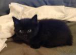 Manx Kittens Zoe x Boots - Manx Cat For Sale - Mokelumne Hill&comma; CA&comma; US