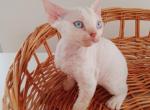 Irbis - Devon Rex Cat For Sale - CA&comma; US