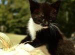 Millie - American Shorthair Cat For Sale - Columbus&comma; GA&comma; US