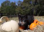 Barley - American Shorthair Cat For Sale - Columbus&comma; GA&comma; US