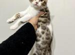 BengalMix female kitten - Bengal Cat For Sale - Beach Park&comma; IL&comma; US