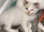 Tica seal bi color male ready to go - Ragdoll Cat For Sale - Butler&comma; PA&comma; US