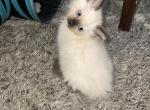 Tica seal mitted - Ragdoll Cat For Sale - Butler&comma; PA&comma; US