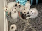 Last one left - Ragdoll Cat For Sale - Butler&comma; PA&comma; US