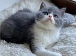 Tina - British Shorthair Cat For Sale - Wheeling&comma; IL&comma; US