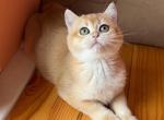 Barbara ny12 - British Shorthair Cat For Sale - Wheeling&comma; IL&comma; US