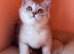 Helm - British Shorthair Cat For Sale - Wheeling&comma; IL&comma; US