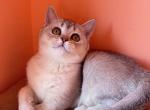 Dana - British Shorthair Cat For Sale - Wheeling&comma; IL&comma; US