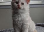 Dasha - Maine Coon Cat For Sale - Staten Island&comma; NY&comma; US