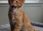 Danny - Maine Coon Cat For Sale - Staten Island&comma; NY&comma; US
