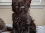 Damon - Maine Coon Cat For Sale - Staten Island&comma; NY&comma; US