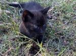 Ichabod crane - American Shorthair Cat For Sale - Columbus&comma; GA&comma; US
