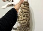 Bengal Mix Male Kitten - Bengal Cat For Sale - Beach Park&comma; IL&comma; US