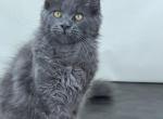 Sapphire - Maine Coon Cat For Sale - New York&comma; NY&comma; US