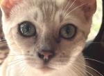 Sunshine - Bengal Cat For Sale - PA&comma; US