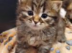 Edgar - Siberian Cat For Sale - Clintwood&comma; VA&comma; US