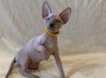 Sandy - Sphynx Cat For Sale - Brooklyn&comma; NY&comma; US