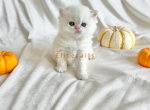 British short haired blue eyed colorpoint - British Shorthair Cat For Sale - Thornton&comma; CO&comma; US