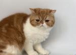 Rita - Exotic Cat For Sale - Yucca Valley&comma; CA&comma; US