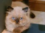 CFA Registered Himalayan Kitten - Himalayan Cat For Sale - Greenville&comma; OH&comma; US