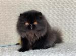 Fendy - Persian Cat For Sale - Yucca Valley&comma; CA&comma; US