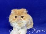 Willy - Persian Cat For Sale - Yucca Valley&comma; CA&comma; US
