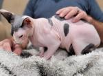 TICA Ivy - Sphynx Cat For Sale - Rockford&comma; IL&comma; US