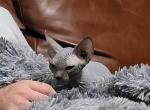 TICA Blue - Sphynx Cat For Sale - Rockford&comma; IL&comma; US