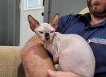 TICA Lara - Sphynx Cat For Sale/Service - Rockford&comma; IL&comma; US