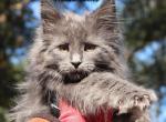 Tabitha - Maine Coon Cat For Sale - Santa Maria&comma; CA&comma; US