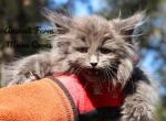 Tiger - Maine Coon Cat For Sale - Santa Maria&comma; CA&comma; US
