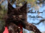Tyler - Maine Coon Cat For Sale - Santa Maria&comma; CA&comma; US