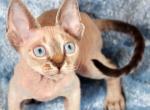Adam - Devon Rex Cat For Sale - Brooklyn&comma; NY&comma; US