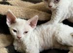 pandora - Devon Rex Cat For Sale - 