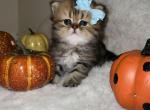 Orange - Persian Cat For Sale - Fort Worth&comma; TX&comma; US