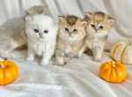 British shorthaired litter of kittens - British Shorthair Cat For Sale - Thornton&comma; CO&comma; US