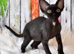 Otis - Devon Rex Cat For Sale - Brooklyn&comma; NY&comma; US