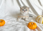 Blue Golden British shorthaired male - British Shorthair Cat For Sale - Thornton&comma; CO&comma; US