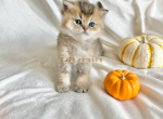 Golden British shorthaired kitten - British Shorthair Cat For Sale - Thornton&comma; CO&comma; US