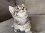 Pickles - Munchkin Cat For Sale - Salem&comma; OR&comma; US