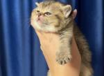 Black golden shaded BSH - British Shorthair Cat For Sale - Fort Wayne&comma; IN&comma; US