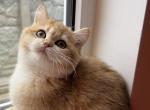 Basya ny12 - British Shorthair Cat For Sale - Wheeling&comma; IL&comma; US