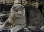 Viola - Scottish Fold Cat For Sale - Glendale&comma; CA&comma; US