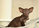 Blueberry - Oriental Cat For Sale - Brooklyn&comma; NY&comma; US