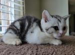 Maximus2 - Scottish Straight Cat For Sale - Holland&comma; PA&comma; US