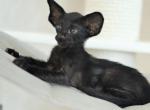 Anders - Oriental Cat For Sale - Brooklyn&comma; NY&comma; US
