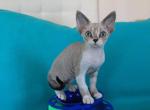 Manuka - Devon Rex Cat For Sale - Brooklyn&comma; NY&comma; US