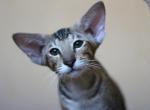 Luna - Oriental Cat For Sale - Brooklyn&comma; NY&comma; US