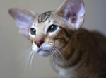 Ivan - Oriental Cat For Sale - Brooklyn&comma; NY&comma; US